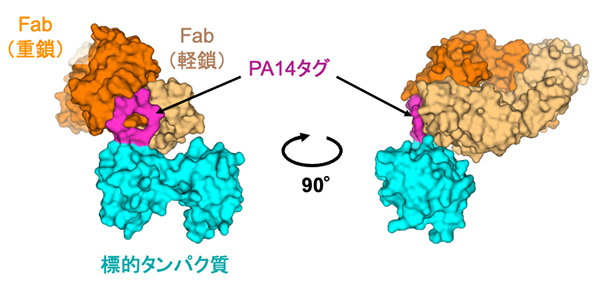 PA14タグの移植によって作製した抗体断片と標的タンパク質の複合体