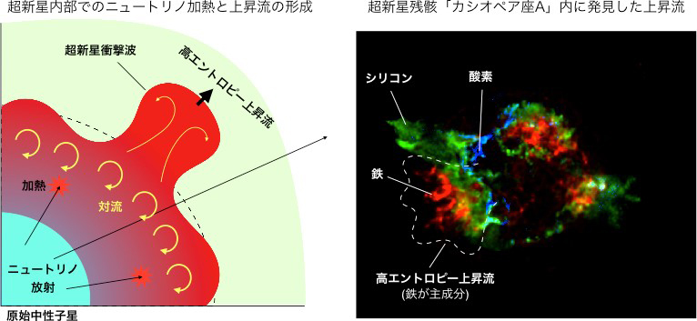 超新星内部での上昇流形成プロセス（左）と超新星残骸カシオペア座AのX線画像（右）