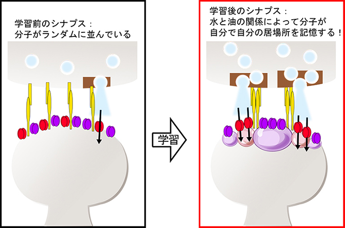 本研究の概要図