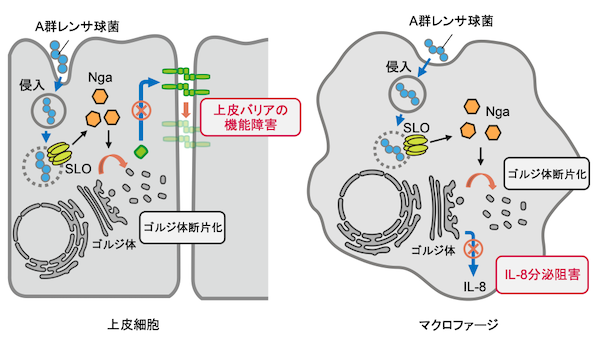 本研究の概要図