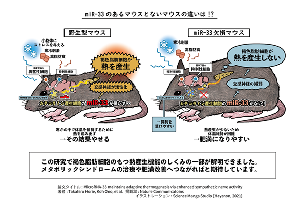 褐色脂肪細胞の燃焼を促す新たなメカニズムを解明 体の熱産生にマイクロrna 33が関与 京都大学