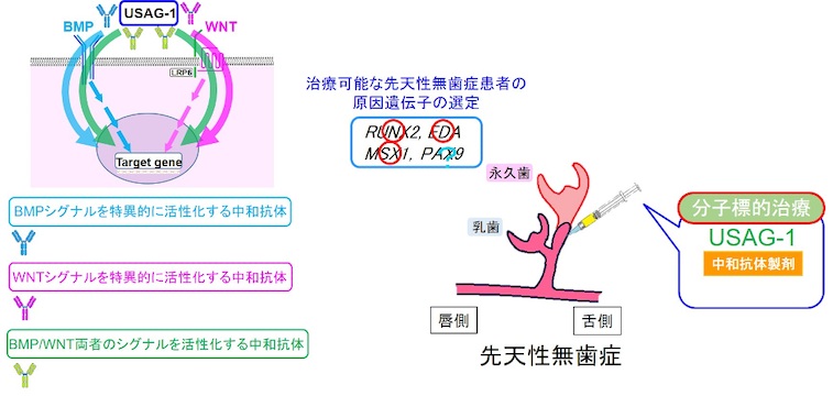 左：USAG-1中和抗体、右：先天性無歯症に対する分子標的治療