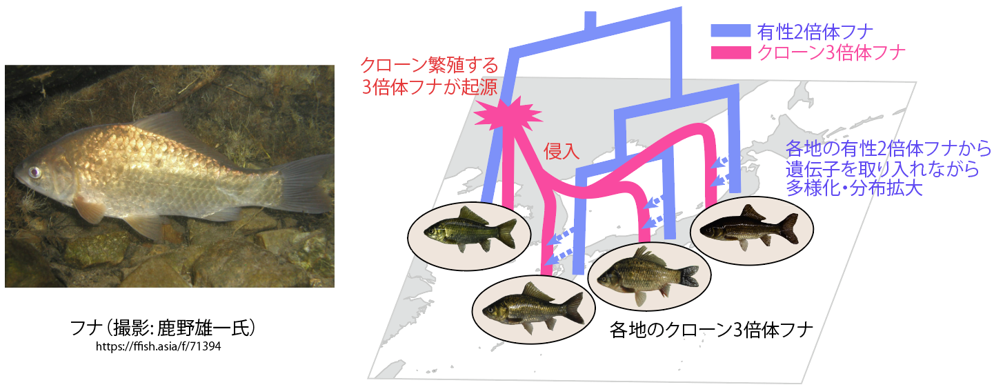 クローン繁殖フナは稀に有性生殖をしながら繁栄