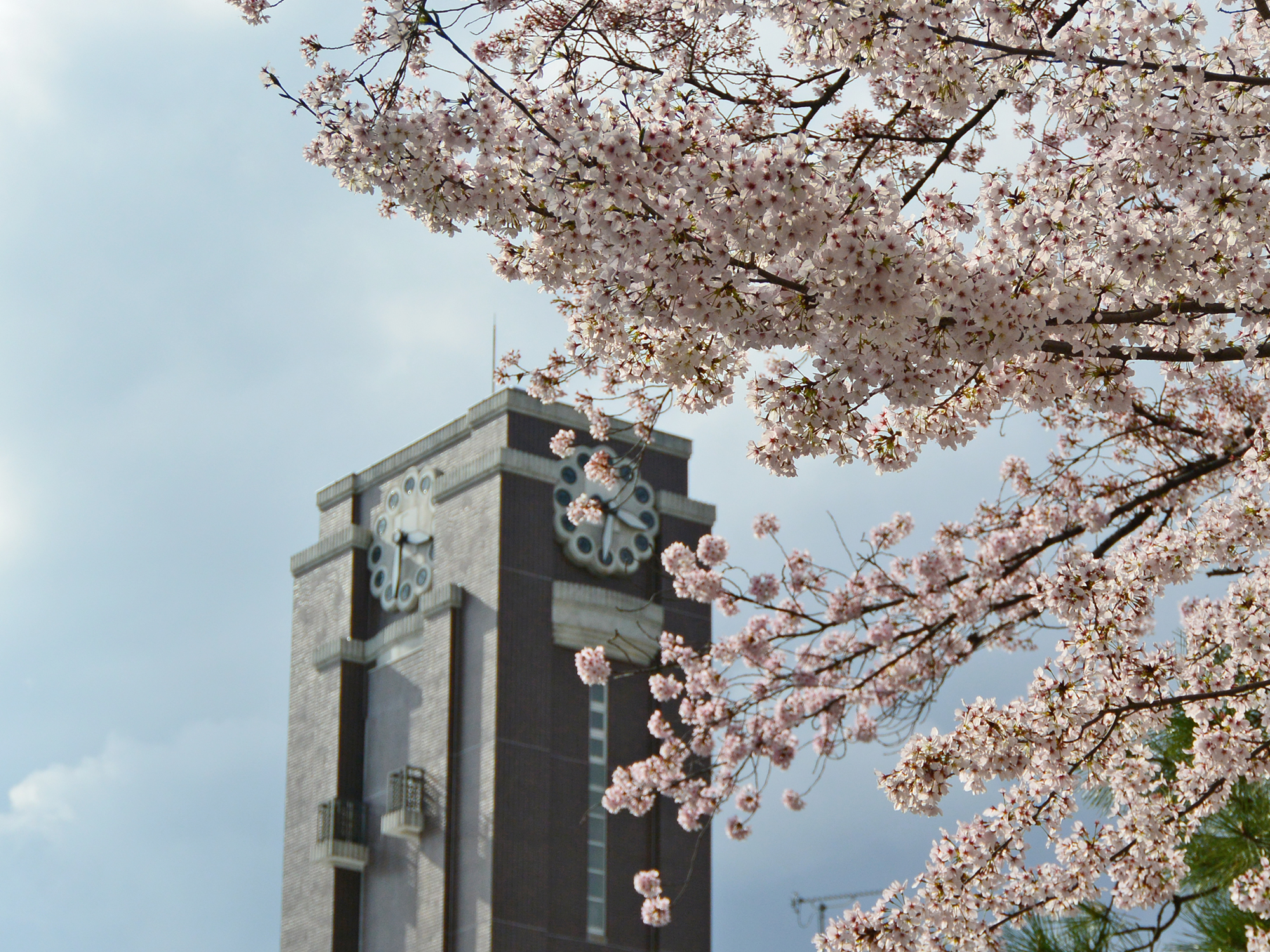 百周年記念時計台記念館と桜（1）