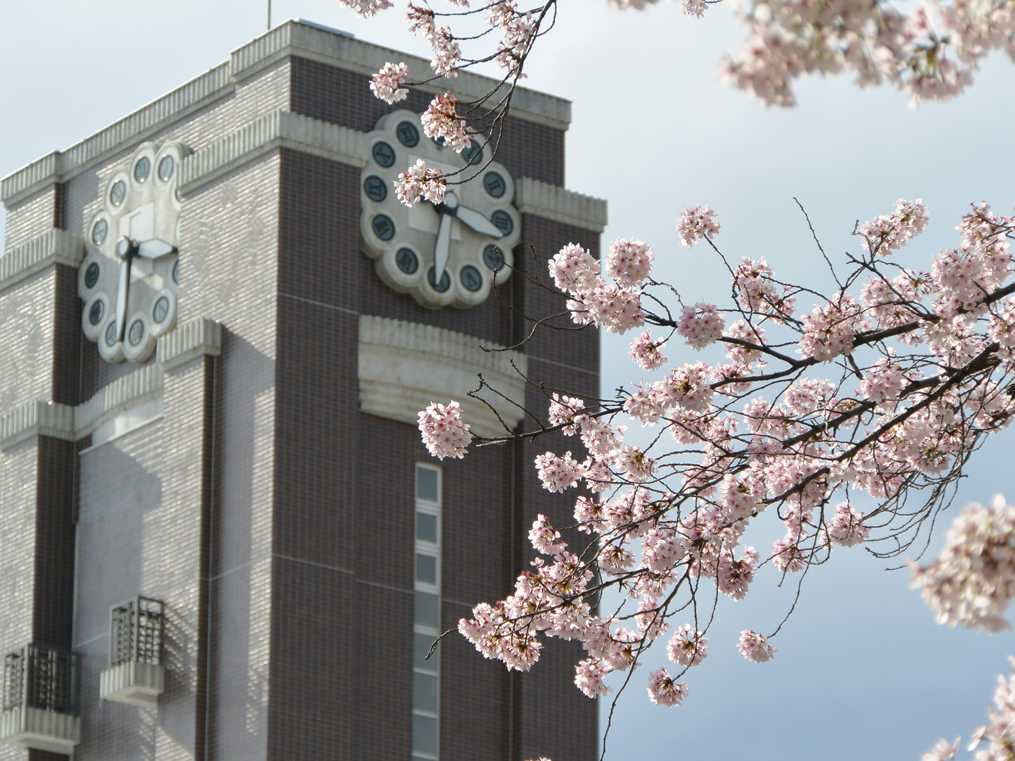 百周年記念時計台記念館と桜（2）