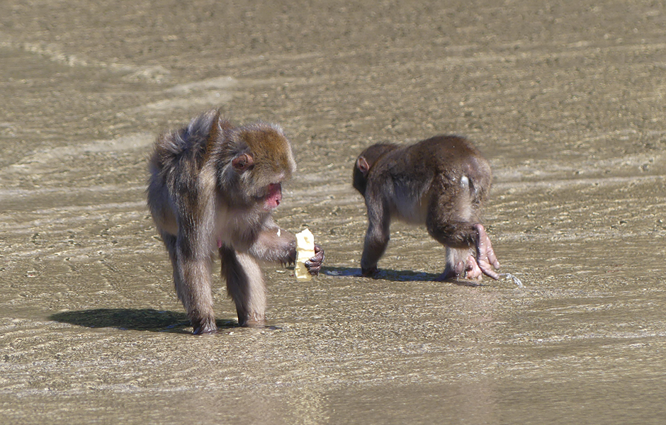 文章を入れてください