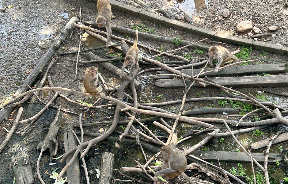 文章を入れてください