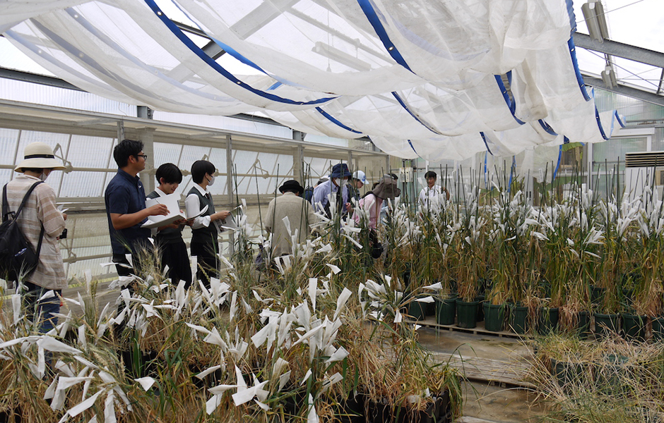 文章を入れてください