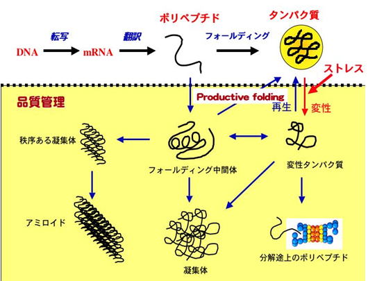 タンパク質の細胞内品質管理を担う新規還元酵素を発見 京都大学