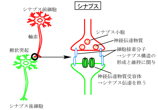 受容体分子によるシナプス形成誘導を発見