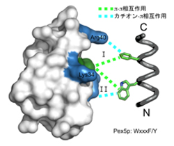 ペルオキシソームにおけるタンパク質輸送因子Pex14pの分子構造を解明