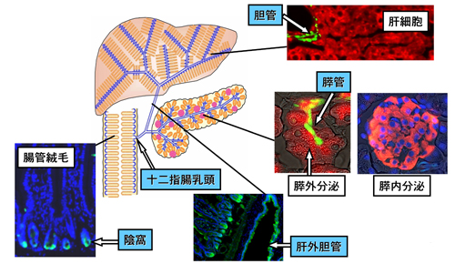 肝臓・膵臓・腸に共通した幹細胞システムの解明 | 京都大学