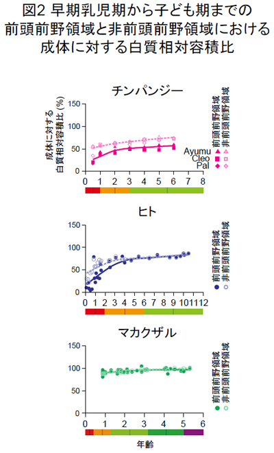 ヒトと同様に、チンパンジーも前頭前野が未熟な状態で生まれる