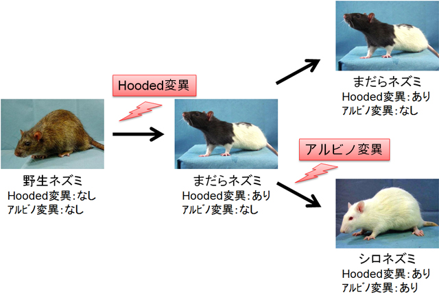 実験用シロネズミの起源 京都大学