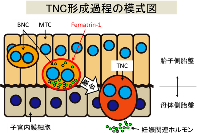 ほ乳類の胎盤の多様性に古代ウイルスが関与する －母子由来細胞