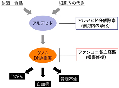 白血病と貧血の類似点と相違点: それらはどのように関連しているのでしょうか?