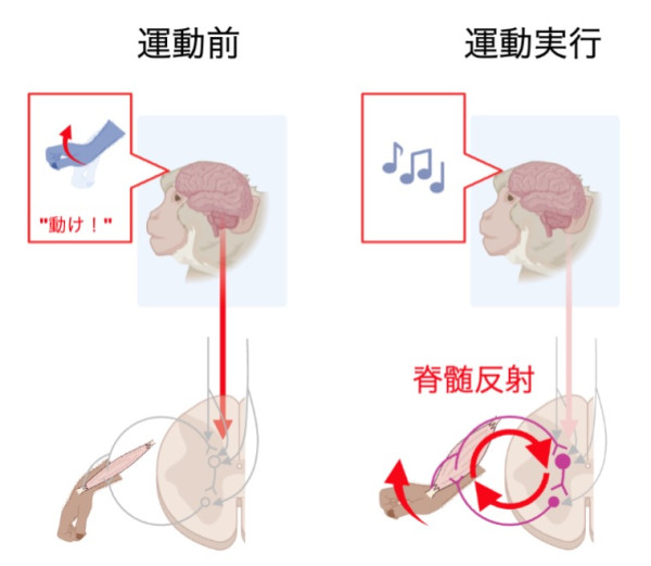 巧みな手の動き」の主役は脊髄だった—随意運動制御における脊髄反射