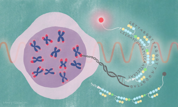 DNAの両端に存在するテロメア部分に見られる塩基の繰り返し配列に、選択的に結合する化合物を開発し、蛍光化合物を付着させた。「SiR-TTet59B」と名付けられたこの蛍光マーカーにより、テロメアの働きを観察することができる。（クレジット：高宮ミンディ／京都大学アイセムス）