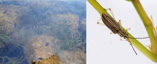 絶滅したとされていた水生昆虫キイロネクイハムシを琵琶湖で再発見