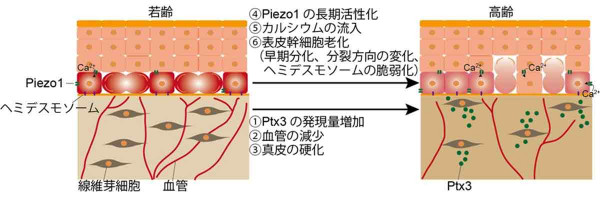 文章を入れてください