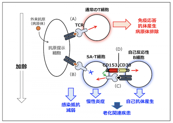 文章を入れてください