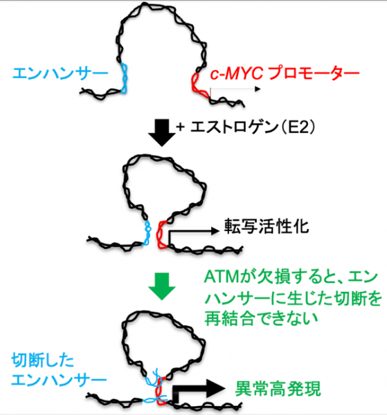 ATM遺伝子変異による乳癌発症機構を解明～HBOC症候群の乳腺特異的発癌機構の解明に貢献～