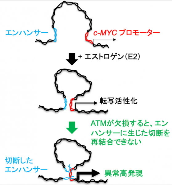 文章を入れてください