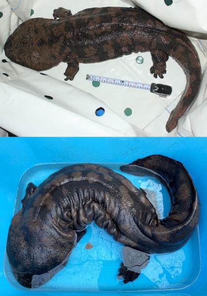 絶滅したオオサンショウウオが生きていた!～外来種が救う種の絶滅?～