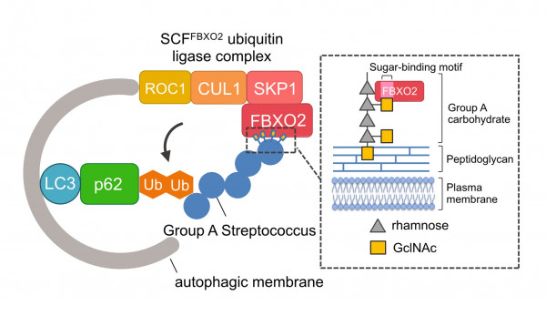  FBXO2 が細胞内に感染した A 群レンサ球菌を認識するモデル図