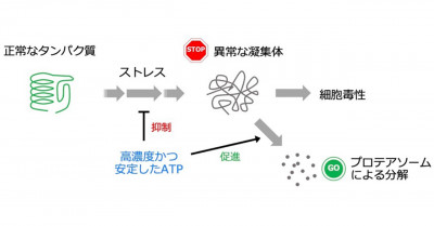 文章を入れてください