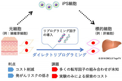 細胞の直接変換を誘導する転写因子を高精度で予測するAI手法を開発