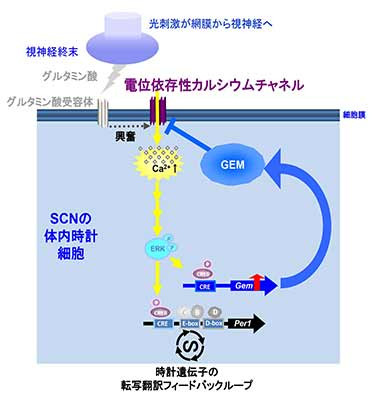 光誘導物質による新しい体内時計の同調制御機構～光により誘導される神経細胞の活動抑制物質の発見～