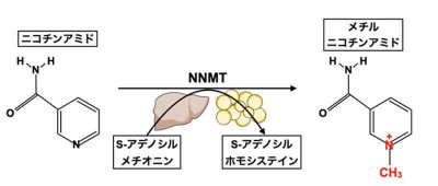 文章を入れてください