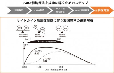キメラ抗原受容体T細胞療法による血液凝固と線溶の変動を解析～サイトカイン放出症候群に伴う凝固障害の病態解析にむけて～