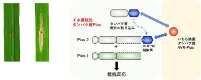 イネのいもち病抵抗性機構の解明～イネ抵抗性タンパク質の付加ドメインが擬似餌となり多様な病原菌因子を釣り上げて見破る～