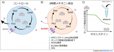 ヒト多能性幹細胞におけるメチオニン代謝と亜鉛動態の関係性を解明～培養液内の栄養が細胞分化のカギを握る～