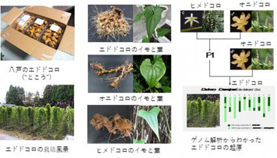 文章を入れてください