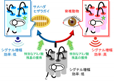 文章を入れてください