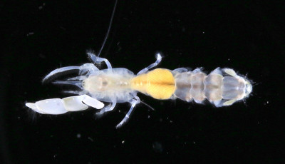 日本海若狭湾から新種スナモグリ類の発見～実験所すぐそばの海底から太平洋初記録の属～