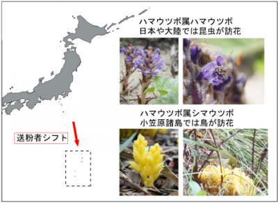 ハマウツボ属植物で初めて鳥による訪花を観察～小笠原諸島における送粉生態系の進化～