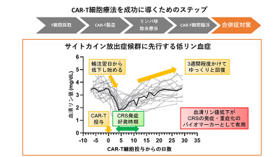 サイトカイン放出症候群の発症と重症化を予見する新たな指標~キメラ抗原受容体T細胞療法における血清リン値が鍵~