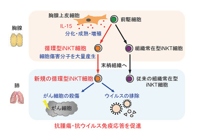 文章を入れてください