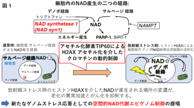 ゲノムストレス応答におけるNAD代謝変動～空間的NAD代謝エピゲノム制御の提唱～