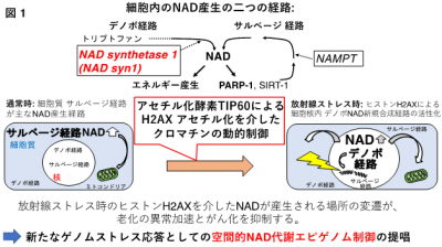 文章を入れてください