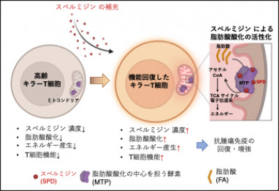 文章を入れてください