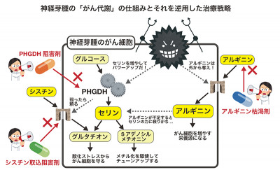 文章を入れてください