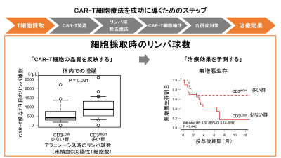 CAR-T細胞の「原料の質」が治療効果と相関～細胞採取時のリンパ球数がCAR-T細胞の体内での増殖と治療効果を予測する～
