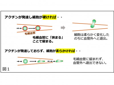 文章を入れてください