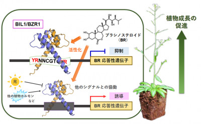 植物の成長を促す植物ホルモンの遺伝子発現調節の新しい仕組み～転写因子のDNA形状読み取りが遺伝子発現の方向を決める～