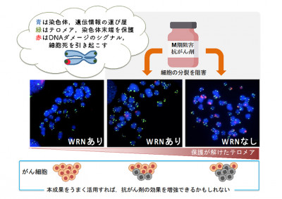 WRNタンパク質の新たなテロメア制御機能～抗がん剤の薬理効果にも影響か～